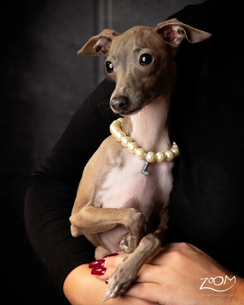 www.zoom-photo.co.uk Award winning photography Pet Photography