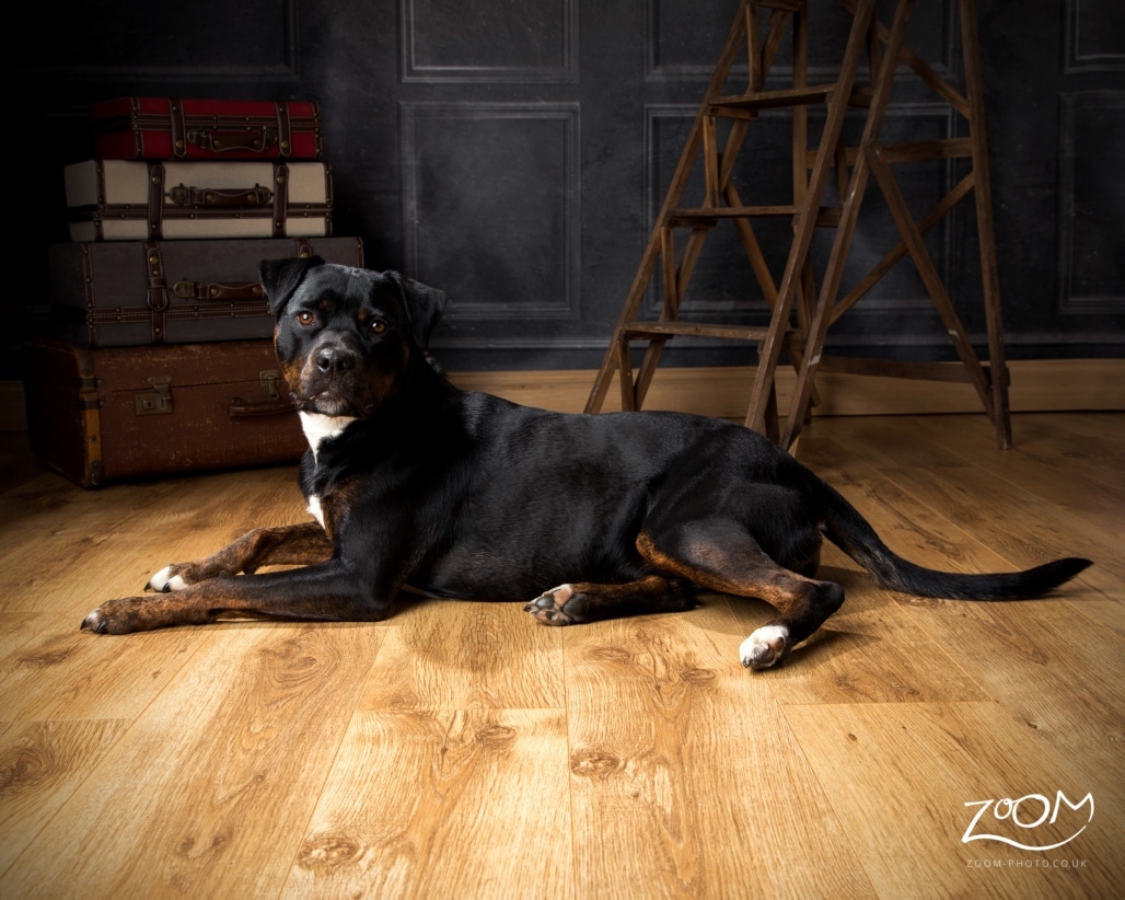 Pet Photography