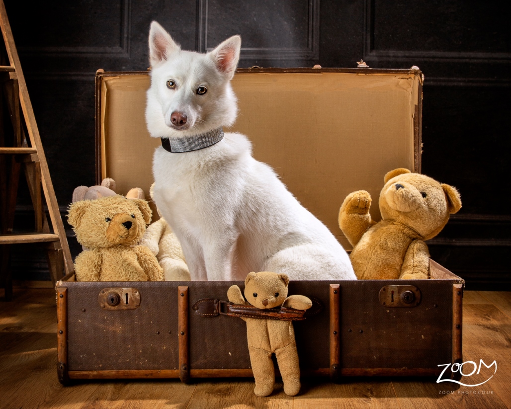 Cat Pet Photography