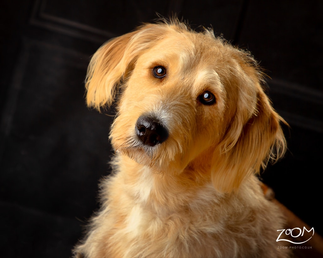 Pet Photography