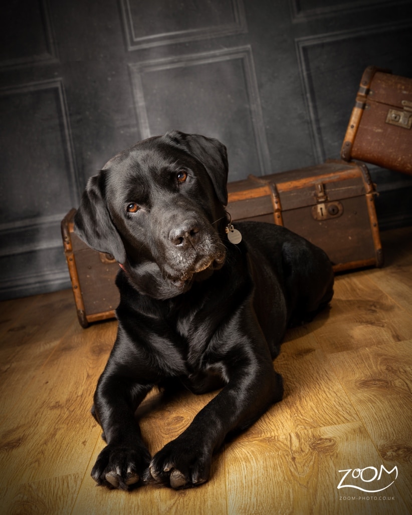 Pet Photography